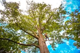 Best Tree Mulching  in Ninety Six, SC