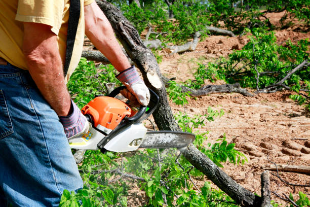 Best Lawn Watering Services  in Ninety Six, SC